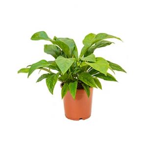 Dagaanbieding - Anthurium jungle bush M kamerplant dagelijkse aanbiedingen
