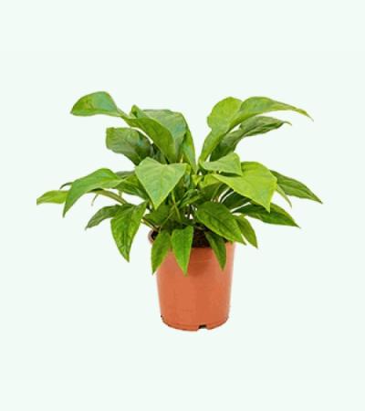 Anthurium jungle bush M kamerplant