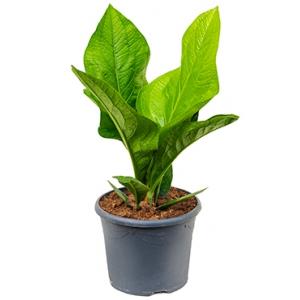 Anthurium jungle hybride kamerplant
