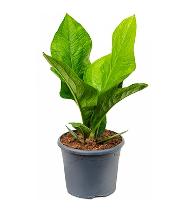 Anthurium jungle hybride kamerplant