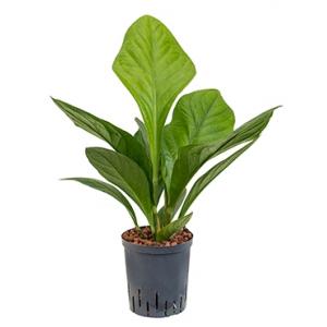 Anthurium jungle hybriden M hydrocultuur plant