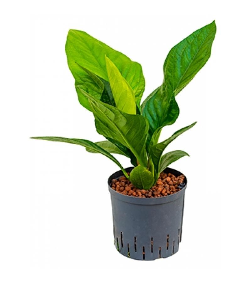 Anthurium jungle hybriden L hydrocultuur plant