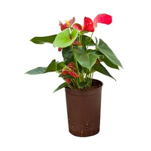 Dagaanbieding - Anthurium sierra hydrocultuur plant dagelijkse aanbiedingen