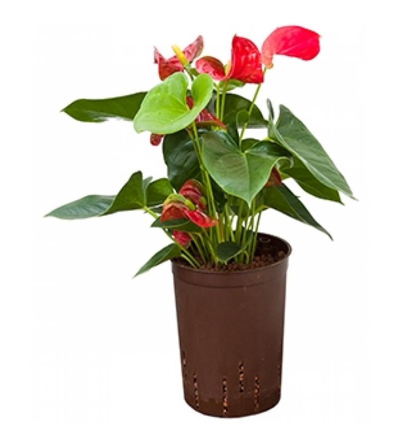 Anthurium sierra hydrocultuur plant
