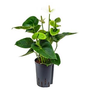Anthurium sierra white hydrocultuur plant