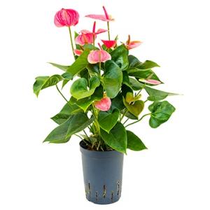 Dagaanbieding - Anthurium sweet dream hydrocultuur plant dagelijkse aanbiedingen