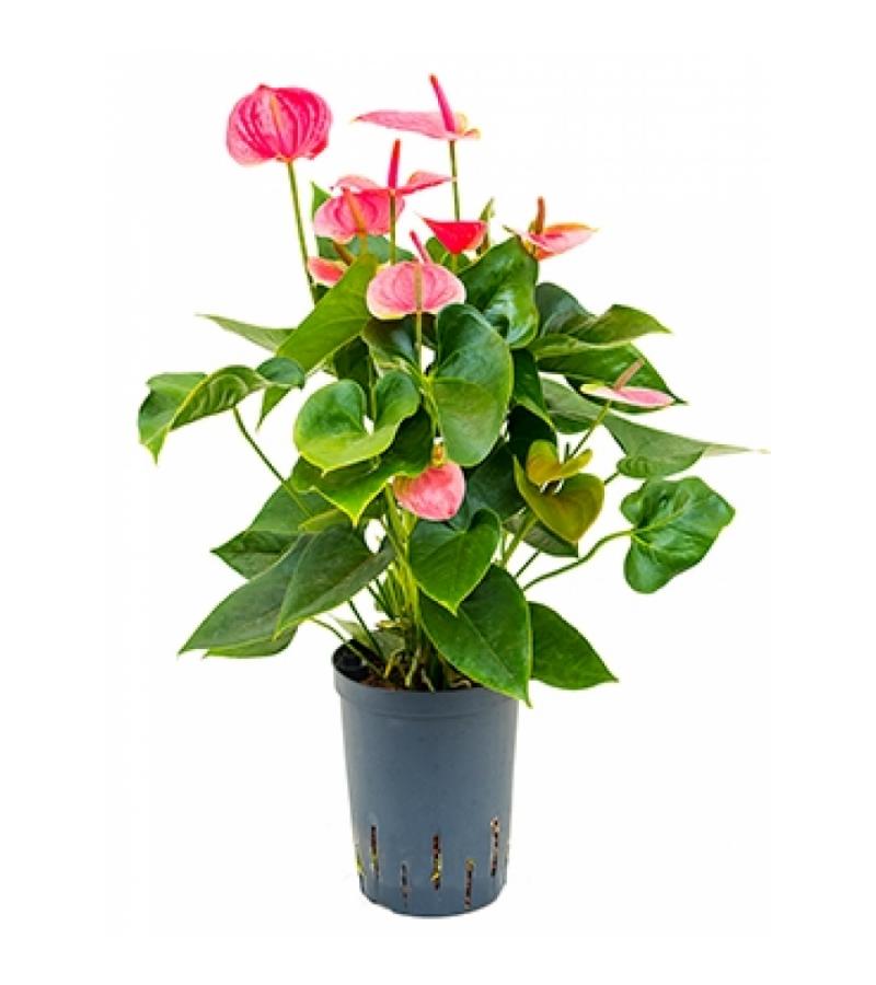 Anthurium sweet dream hydrocultuur plant