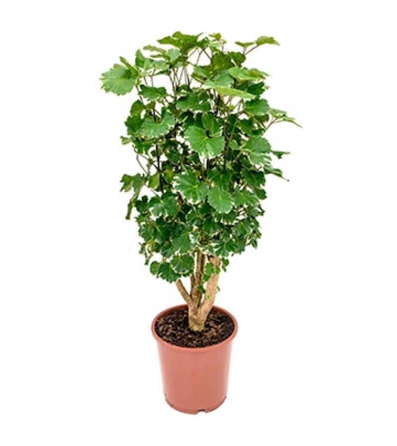 Polyscias aralia balforiana S kamerplant