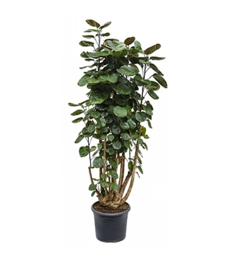 Polyscias aralia fabian L kamerplant