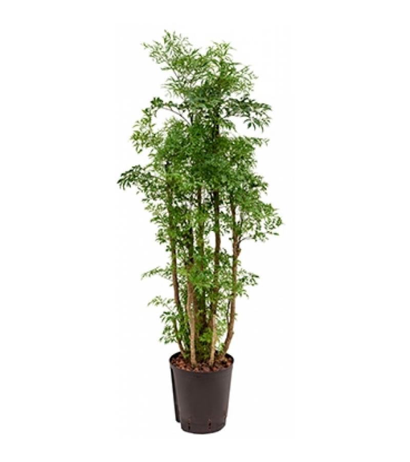 Polyscias Aralia ming M hydrocultuur plant