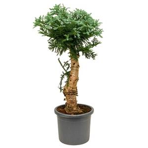 Araucaria cunninghamii XL bonsai kamerplant