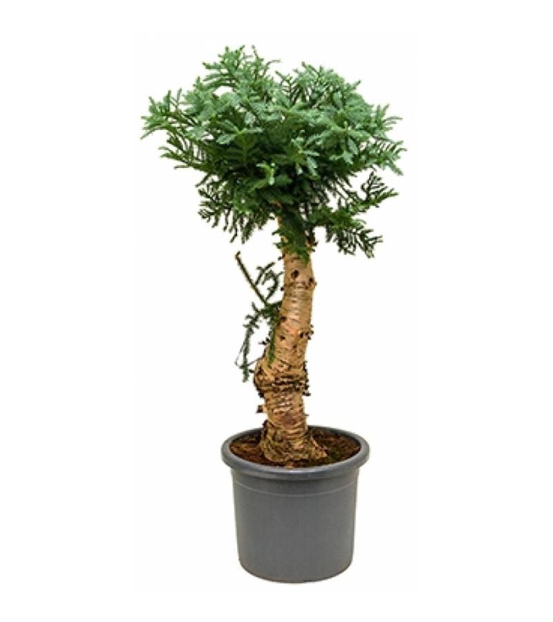Araucaria cunninghamii XL bonsai kamerplant