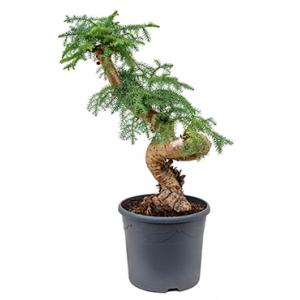 Araucaria cunninghamii S bonsai kamerplant