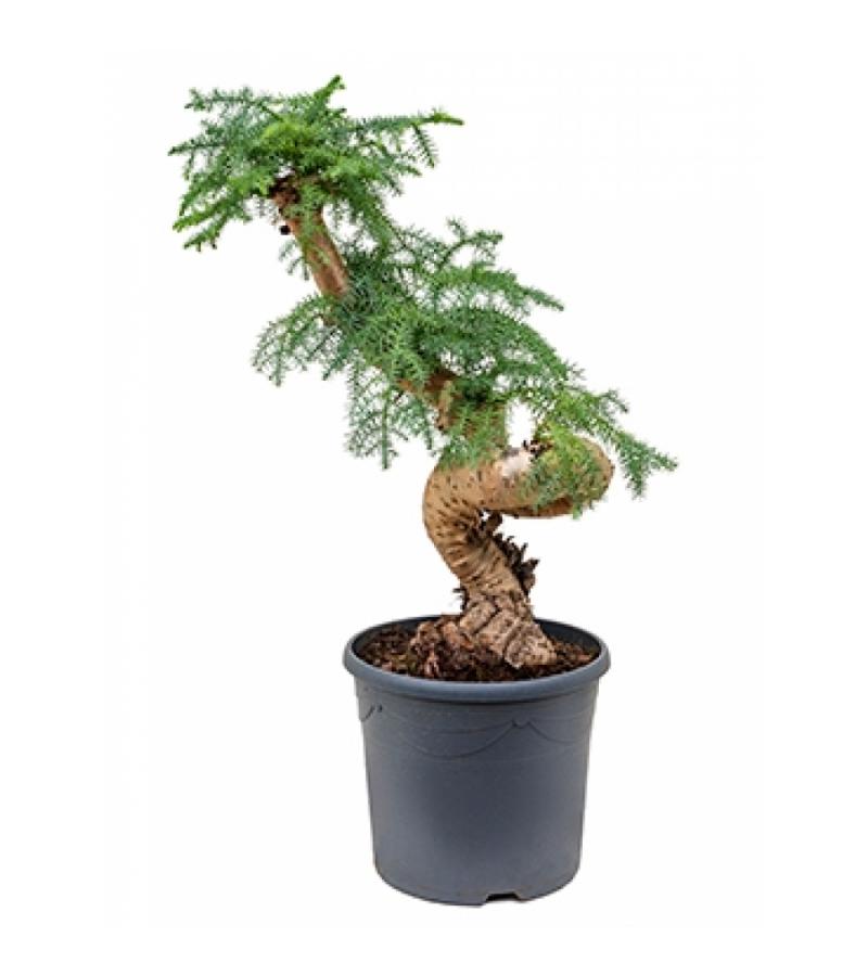 Araucaria cunninghamii S bonsai kamerplant