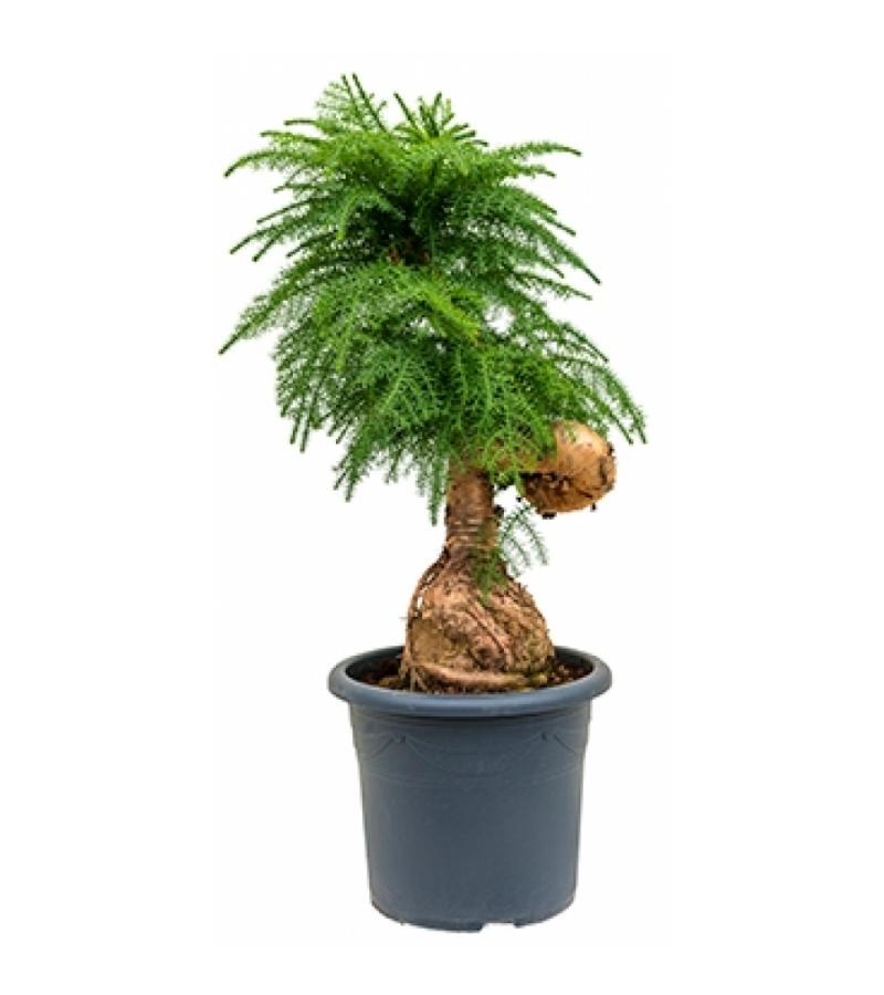 Araucaria cunninghamii M bonsai kamerplant