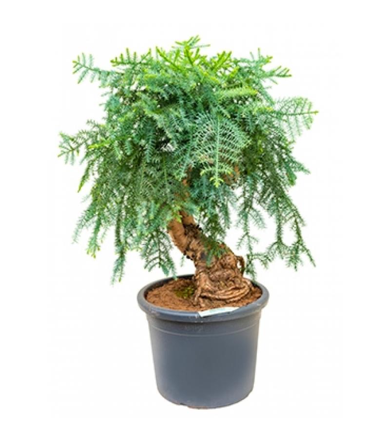 Araucaria cunninghamii L bonsai kamerplant