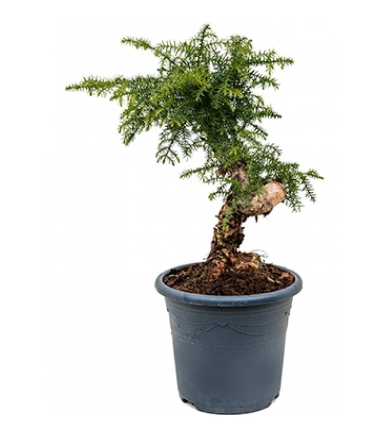 Araucaria cunninghamii XS bonsai kamerplant
