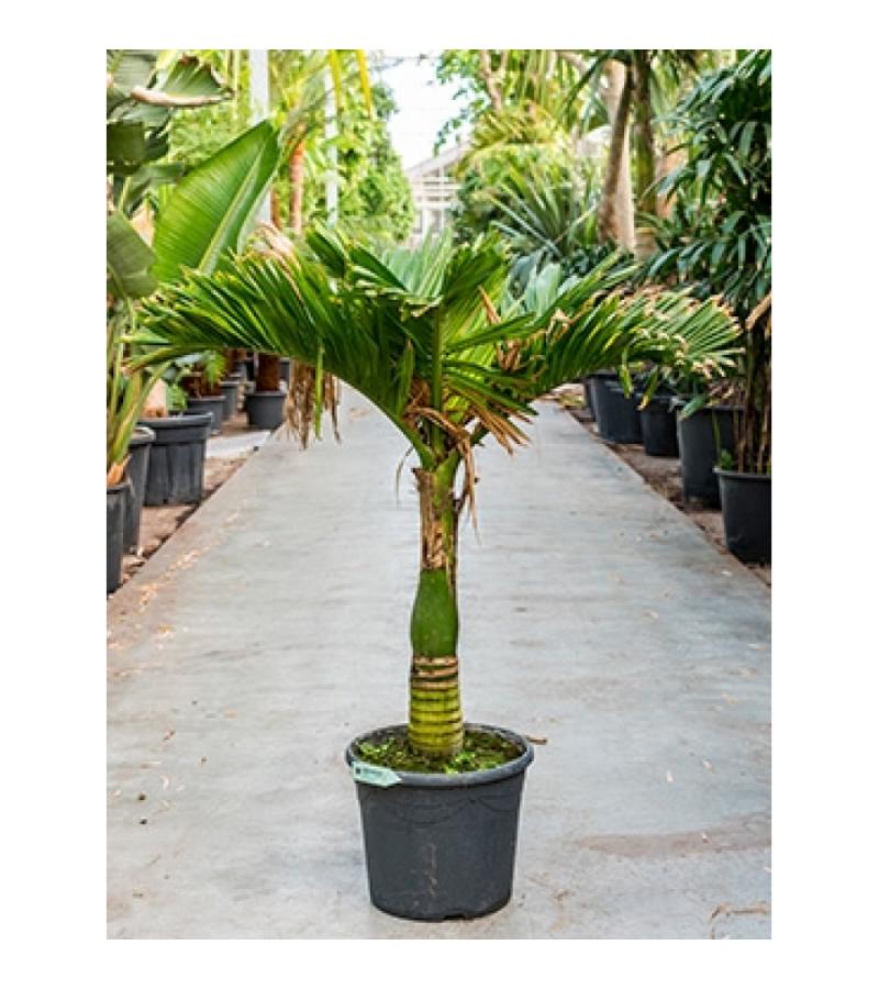 Areca Palm catechu dwarf kamerplant