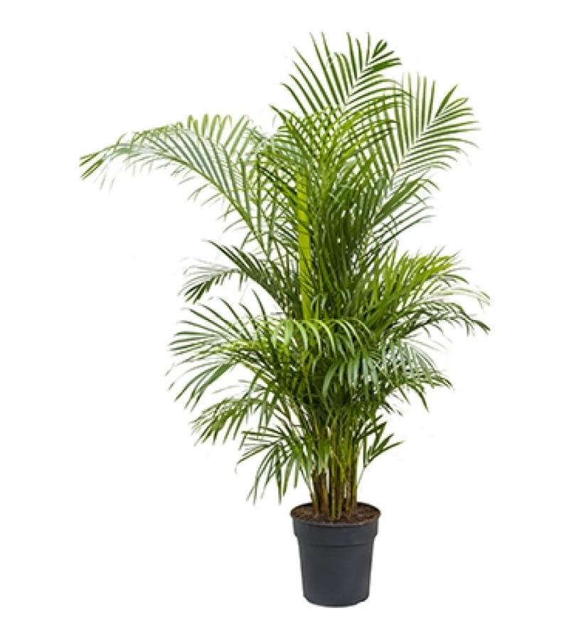 Areca Palm lutescens L kamerplant