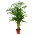 Areca Palm lutescens M kamerplant