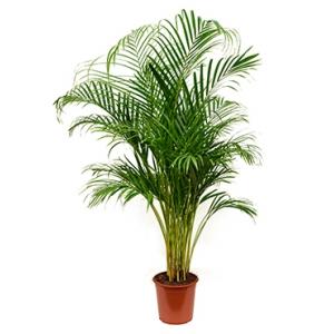 Dagaanbieding - Areca Palm lutescens M kamerplant dagelijkse aanbiedingen
