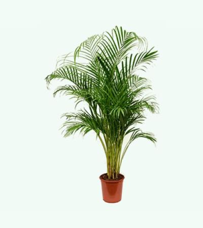 Areca Palm lutescens M kamerplant