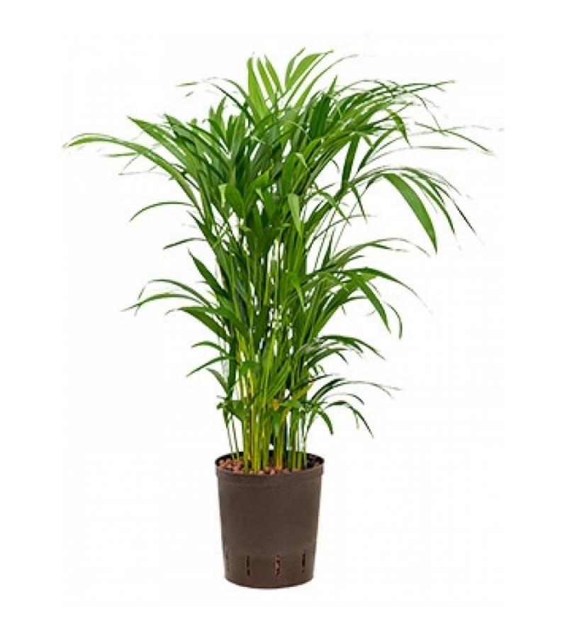Areca palm lutescens hydrocultuur plant