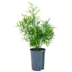Asparagus falcatus S hydrocultuur plant