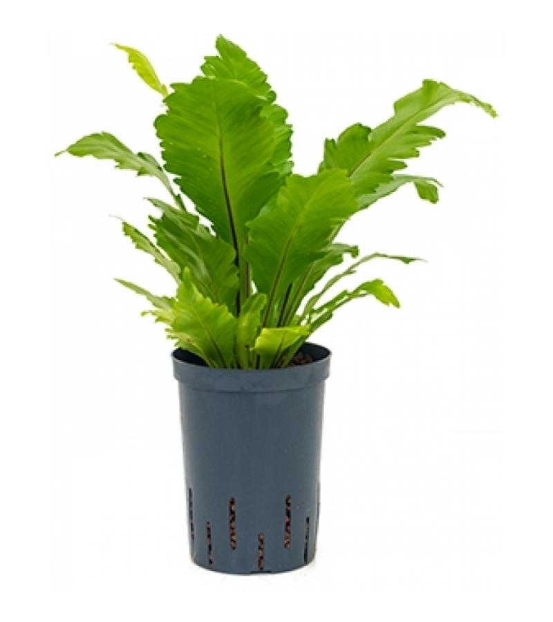 Asplenium varen fimbriatum hydrocultuur plant