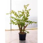 Bougainvillea glabra bonsai kamerplant