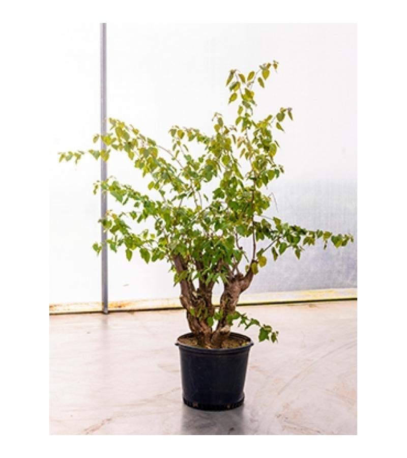 Bougainvillea glabra bonsai kamerplant