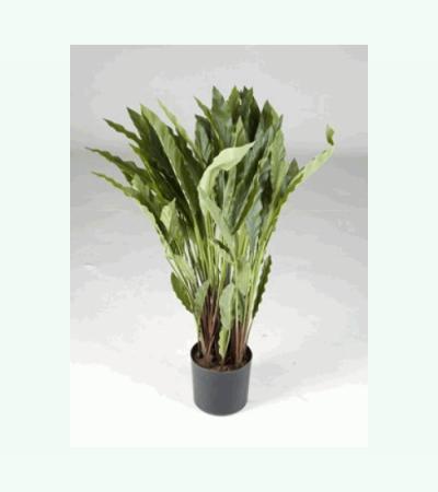 Kunstplant Calathea rufibarba wavestar M