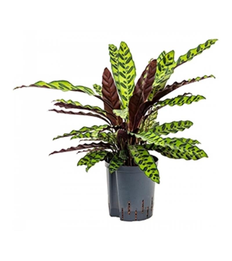Calathea insignis lancifolia hydrocultuur plant