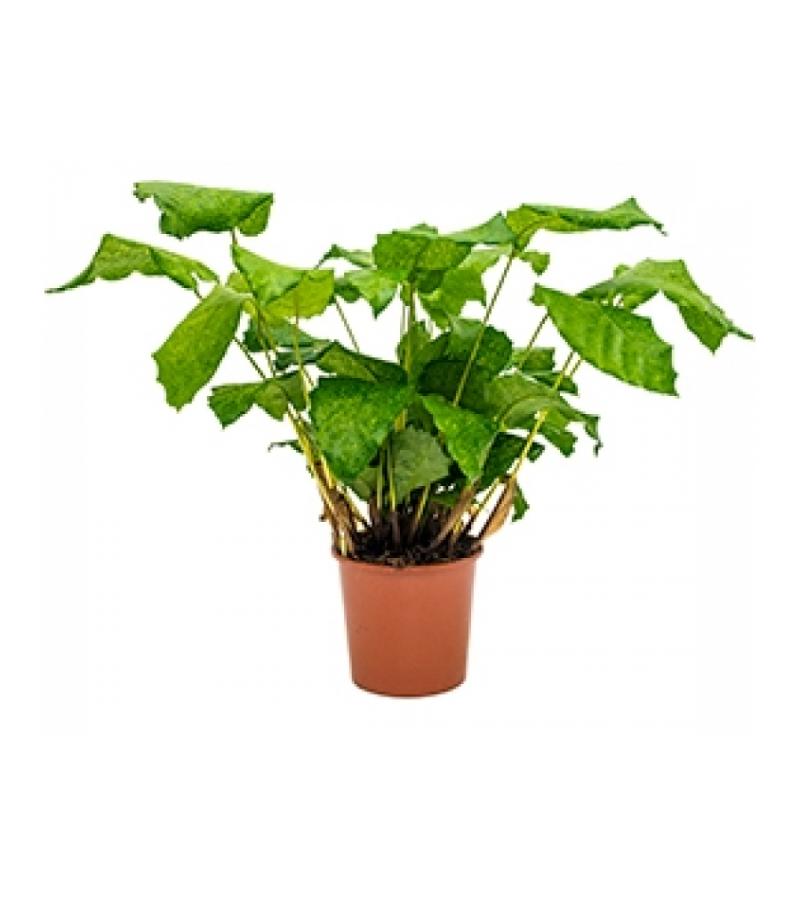 Calathea network S kamerplant