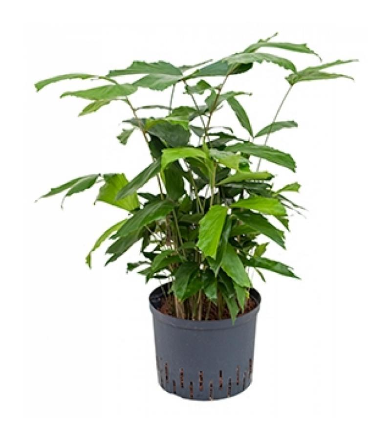 Caryota vissenstaartpalm mitis hydrocultuur plant