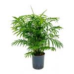 Chamaedorea palm elegans M hydrocultuur plant