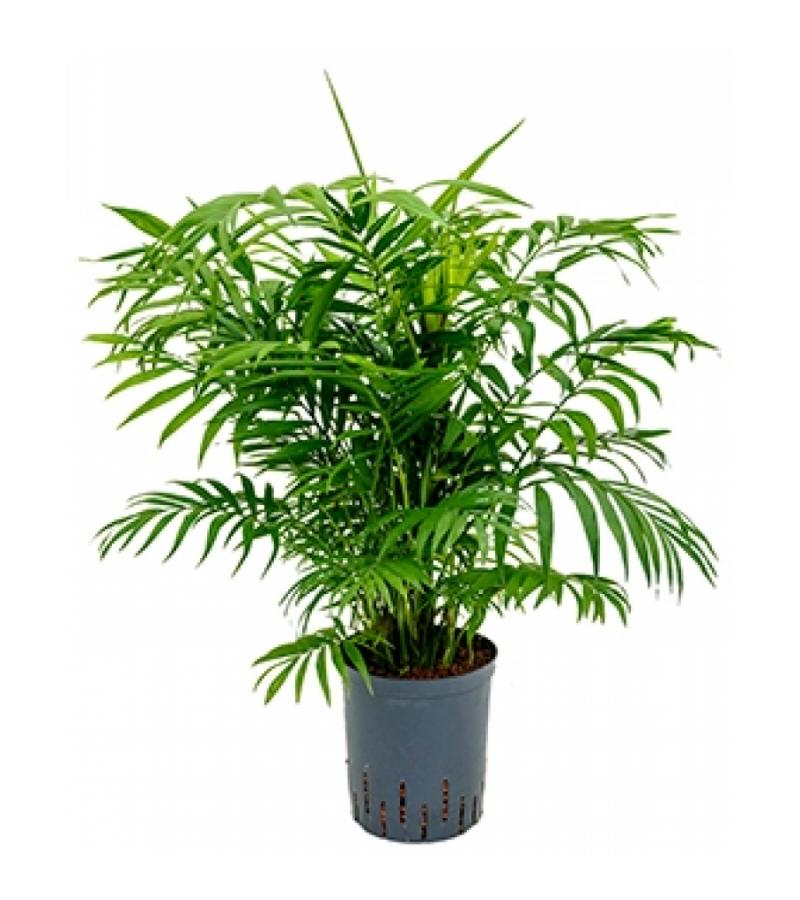 Chamaedorea palm elegans M hydrocultuur plant