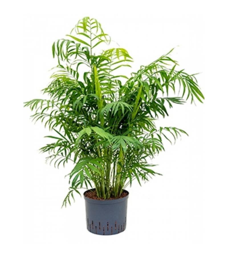 Chamaedorea palm elegans L hydrocultuur plant
