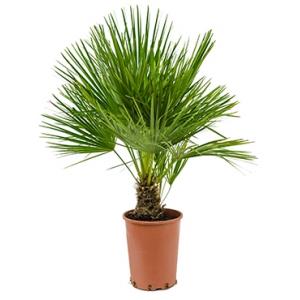 Chamaerops palm humilis M kamerplant