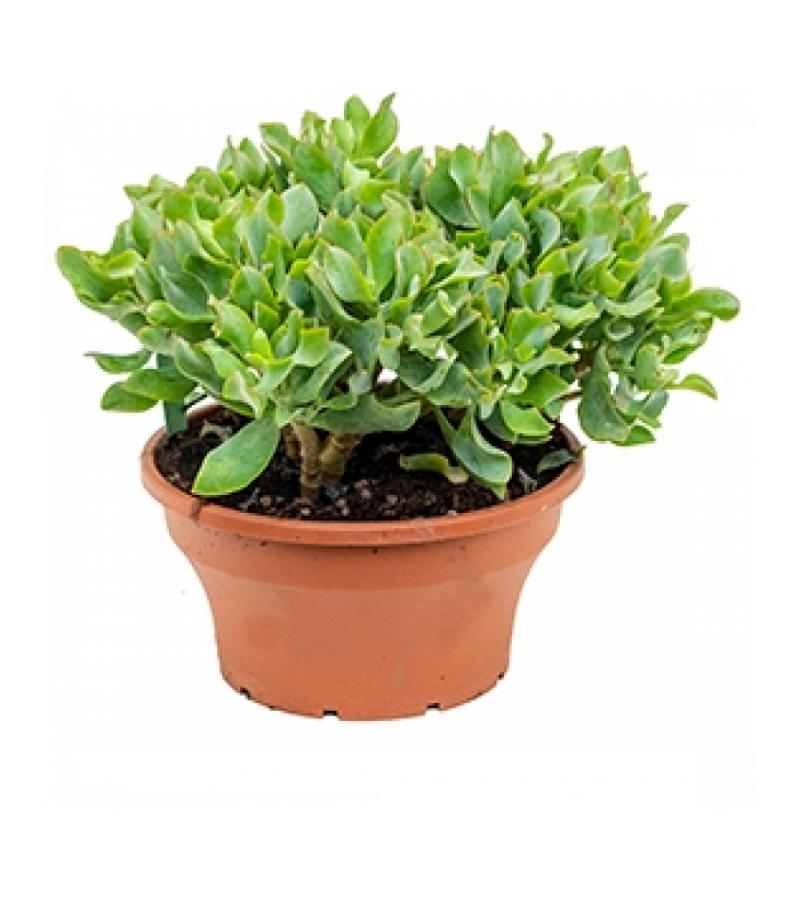Crassula argentea S kamerplant