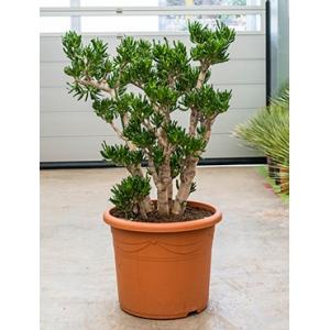 Dagaanbieding - Crassula horntree XL kamerplant dagelijkse aanbiedingen