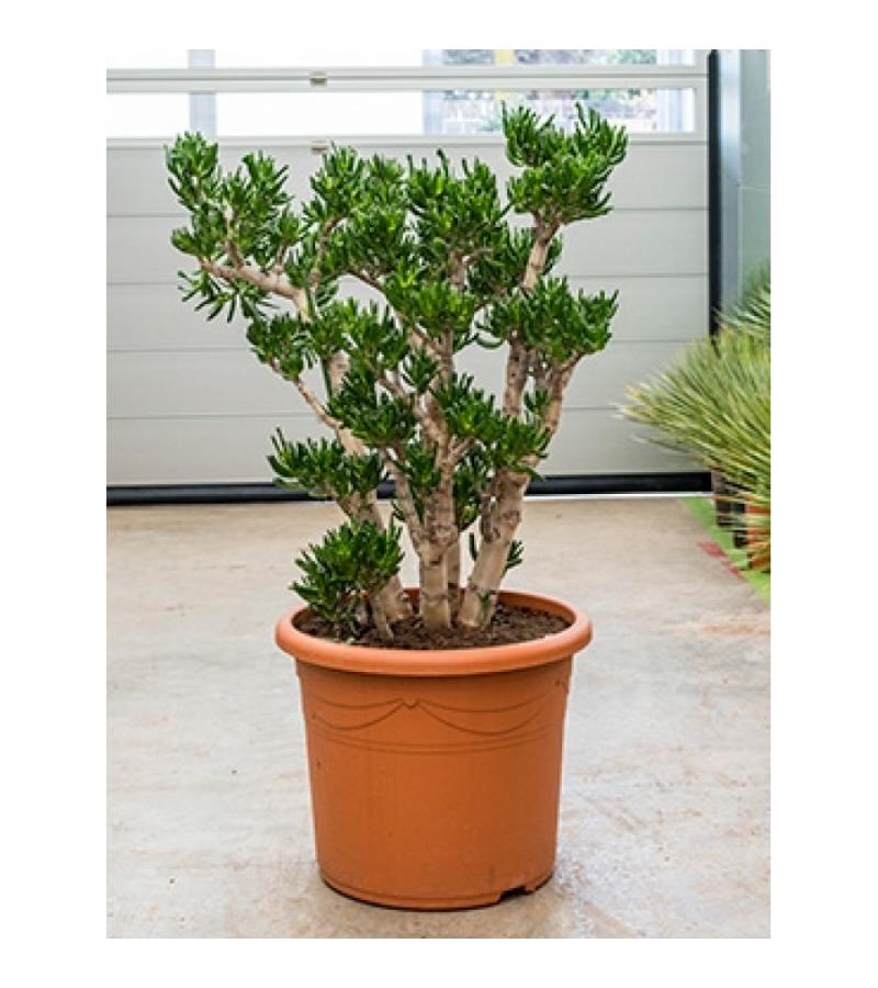 Crassula horntree XL kamerplant