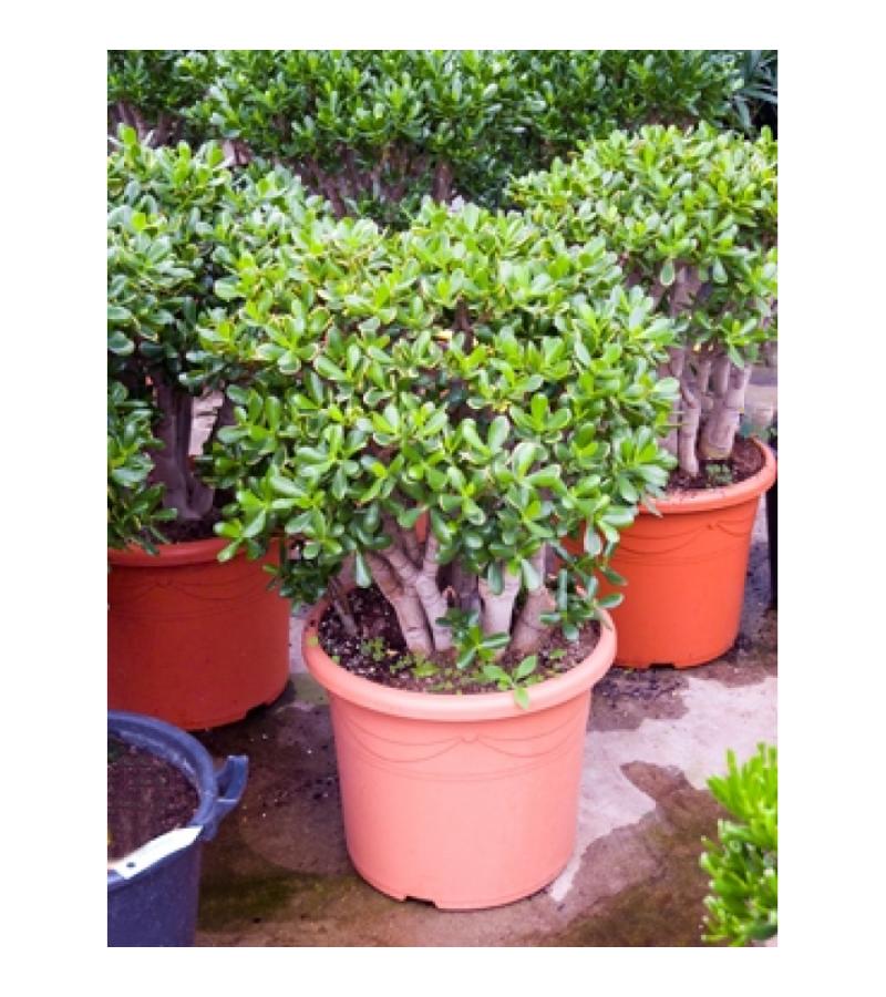 Crassula sunset XL kamerplant