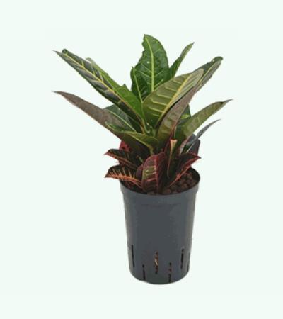 Croton petra 2pp hydrocultuur plant