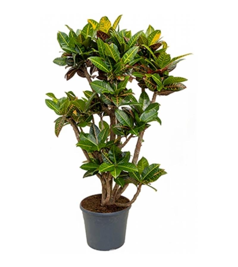 Croton petra XXL kamerplant