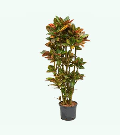 Croton petra vertakt L hydrocultuur plant