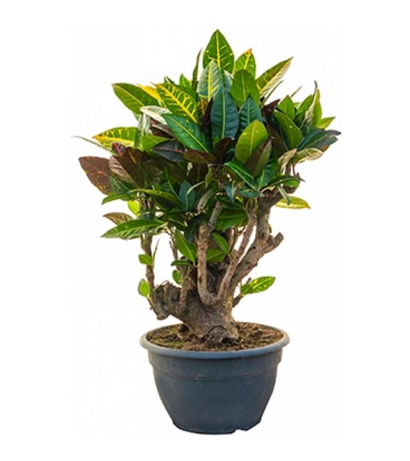 Croton petra bonsai kamerplant