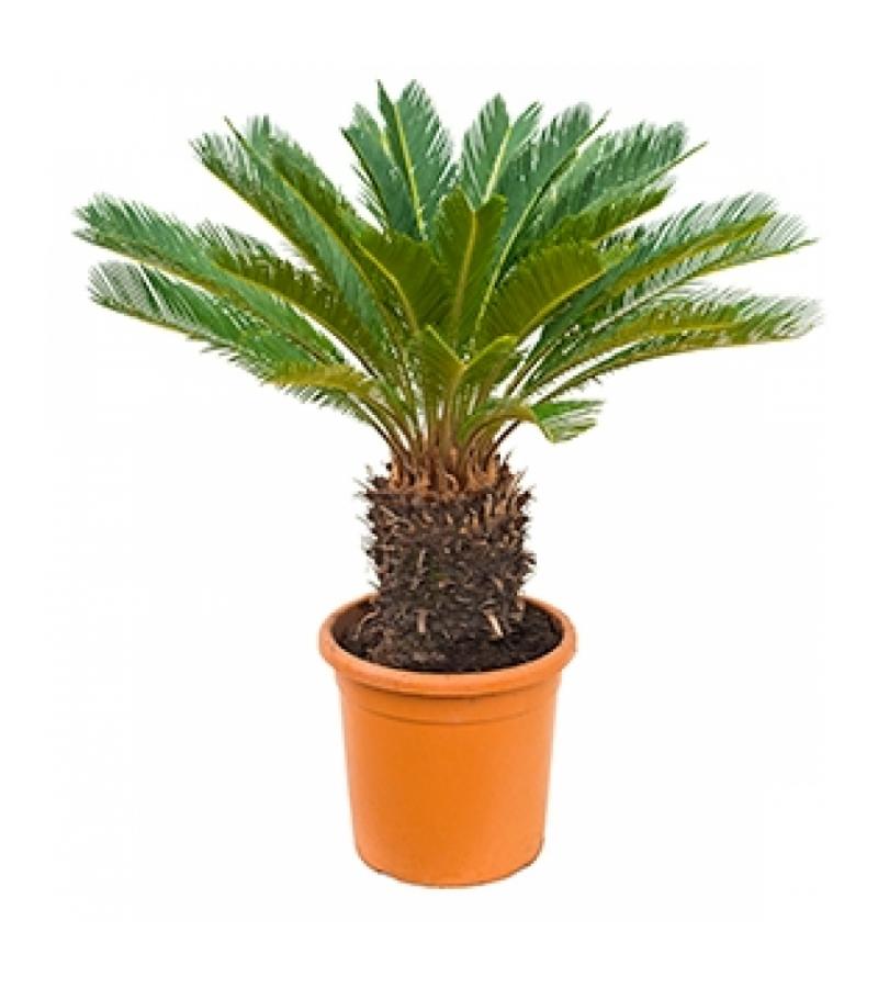 Cycas Palm revoluta stam L kamerplant