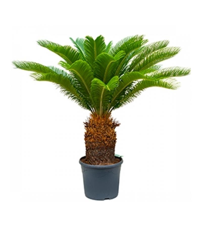 Cycas Palm revoluta stam air kamerplant