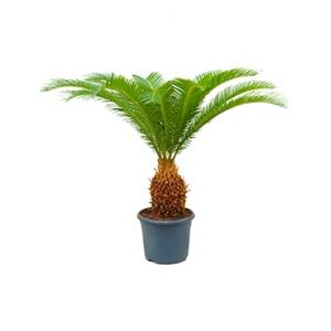 Cycas Palm revoluta stam M kamerplant